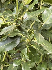 Ilex aquifolium