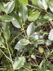 Ilex aquifolium