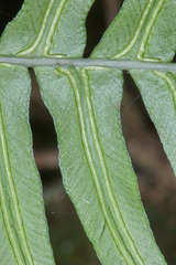 Blechnum occidentale