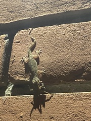 Hemidactylus flaviviridis