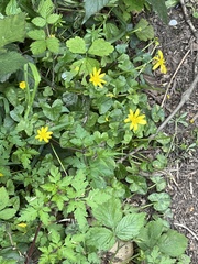 Ficaria verna