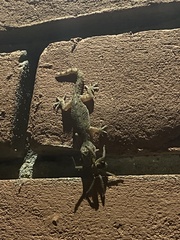 Hemidactylus flaviviridis