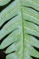 Blechnum occidentale