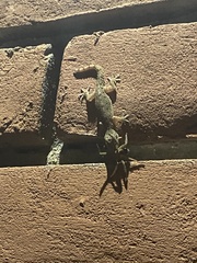 Hemidactylus flaviviridis