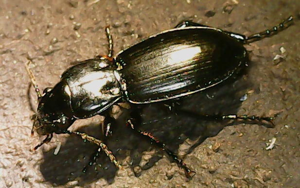 Neoferonia edax