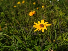 Aspilia pascalioides