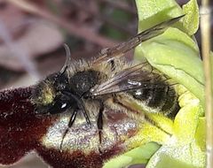 Andrena nigroaenea