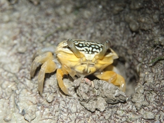 Austruca variegata