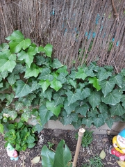 Hedera helix