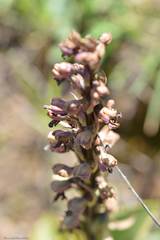 Himantoglossum robertianum