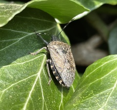 Rhaphigaster nebulosa