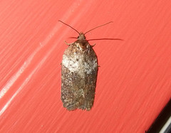 Acleris braunana