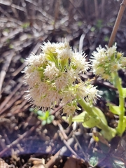 Petasites albus