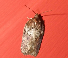 Acleris braunana