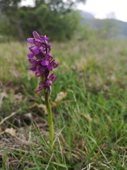 Anacamptis