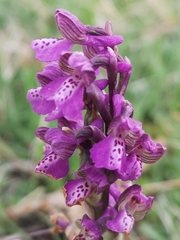Anacamptis