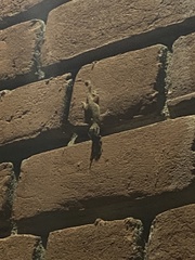 Hemidactylus flaviviridis