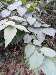 Solanum corymbiflorum