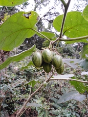 Solanum corymbiflorum