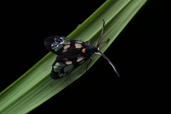 Trypanophora semihyalina