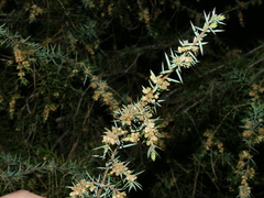 Juniperus communis communis