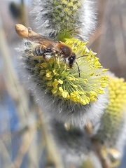 Andrena clarkella