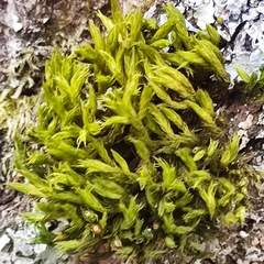 Lewinskya striata