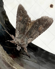 Lithophane furcifera