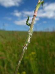 Tragopogon podolicus