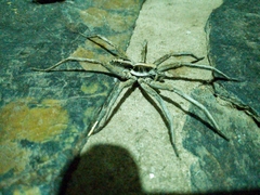 Schizocosa malitiosa