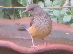 Turdus abyssinicus