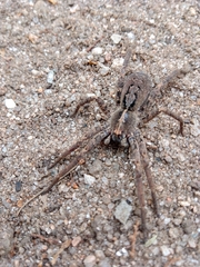 Centroctenus brevipes