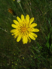 Tragopogon podolicus