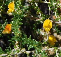 Aspalathus divaricata divaricata