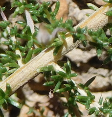 Aspalathus divaricata divaricata