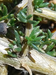 Aspalathus divaricata divaricata