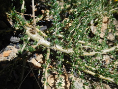 Aspalathus divaricata divaricata