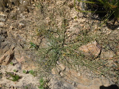 Aspalathus divaricata divaricata