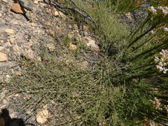 Aspalathus divaricata divaricata