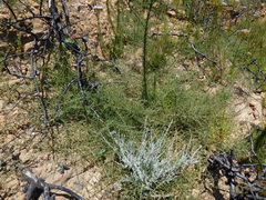 Aspalathus divaricata divaricata