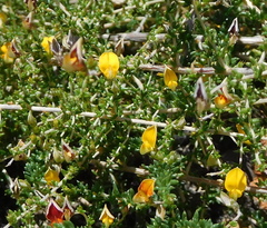 Aspalathus divaricata divaricata