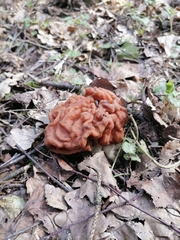 Gyromitra gigas