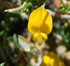 Aspalathus divaricata divaricata