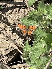 Polygonia c-album