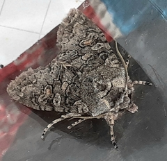 Lithophane consocia
