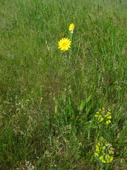 Tragopogon podolicus