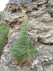 Reseda suffruticosa