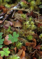 Mycena subgalericulata