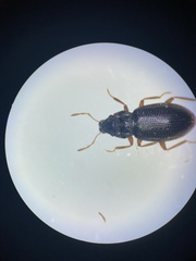 Hydraena riparia