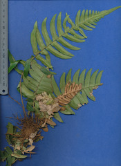 Blechnum occidentale